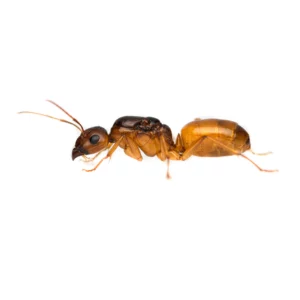 Camponotus fedtschenkoi királynő