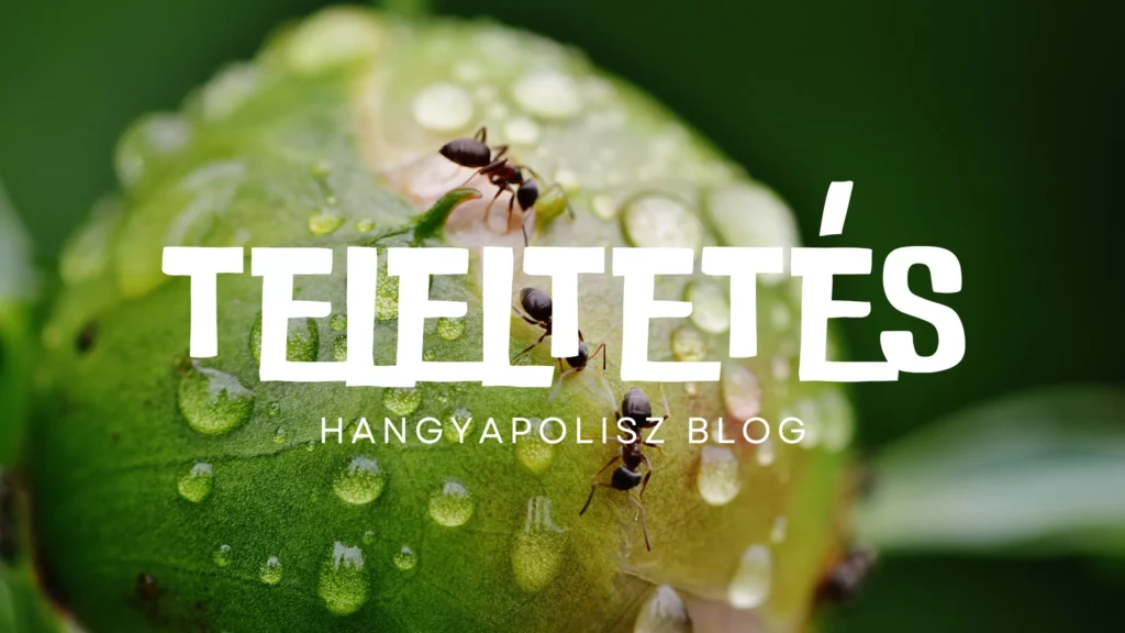 Hogyan kell teleltetni a hangyákat? - Hangyapolisz Blog