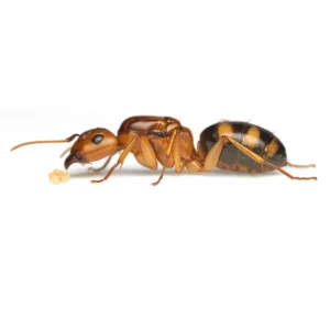 Camponotus maculatus subnudus - Foltos lóhangya királynő